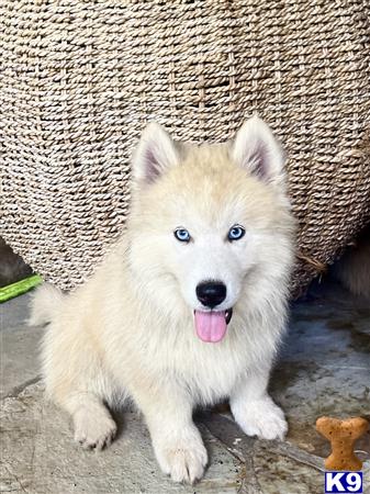 Puppy Pomsky Picture 3